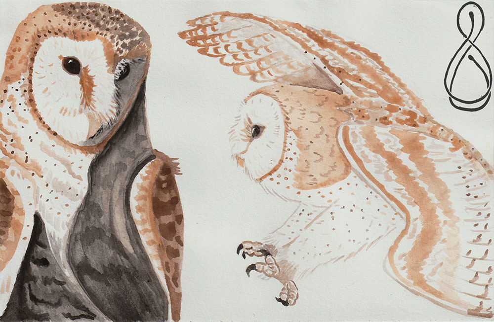 The bust of a barn owl and a barn owl with claws extended as if to grab a prey item.