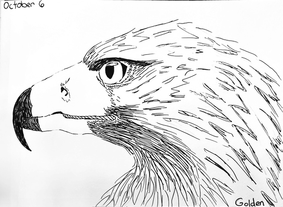 Ink drawing of a Golden Eagle