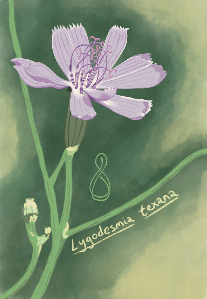 A Texas Skeleton flower. The pistils are visible. The text reads Lygodesmia texana.